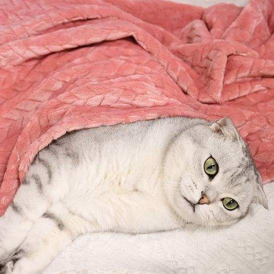 개와 고양이를 위한 프리미엄 따뜻한 봉제 다양한 크기의 애완동물 담요